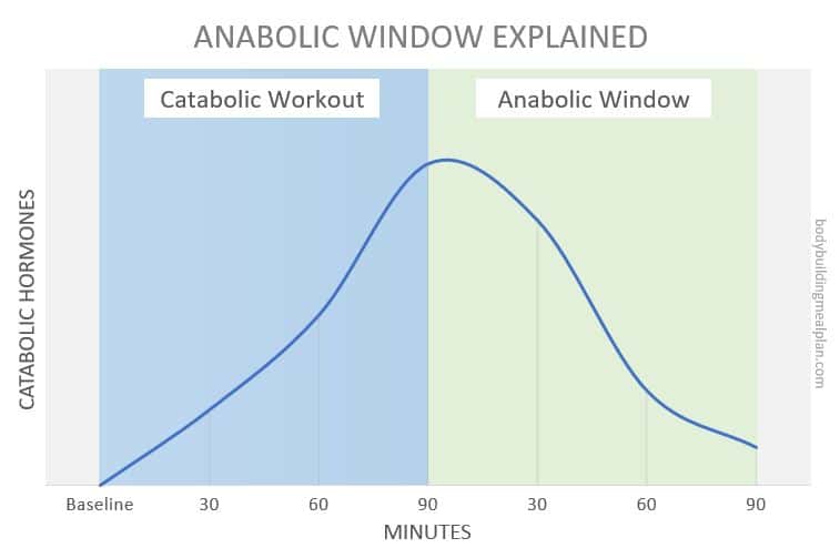Anabolic Window Explained
