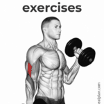 Brachialis Exercises Pin