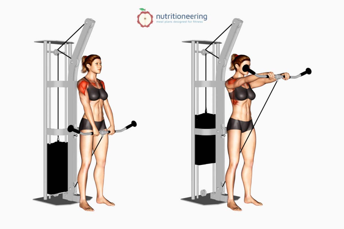 Cable Front Raise Muscles Worked