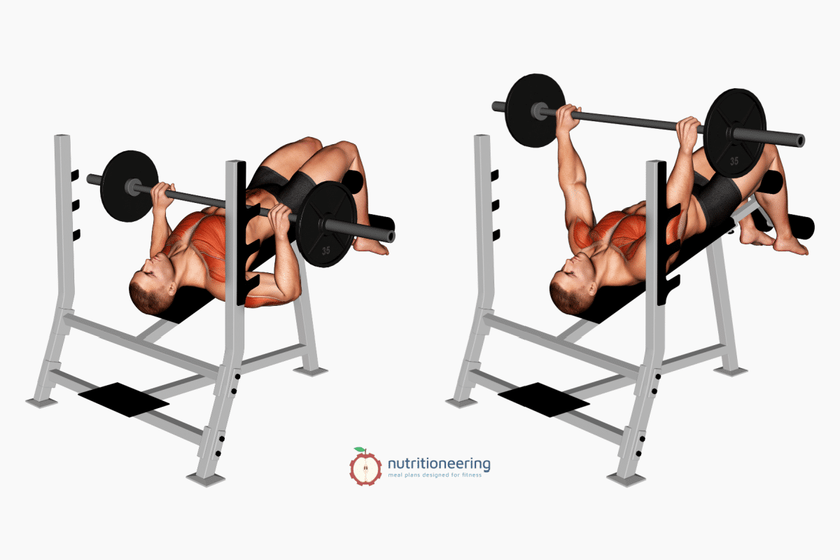 Decline Bench Press Muscles Worked