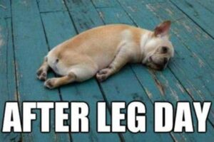 Dog After Leg Day Meme