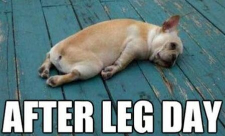 Dog After Leg Day Meme