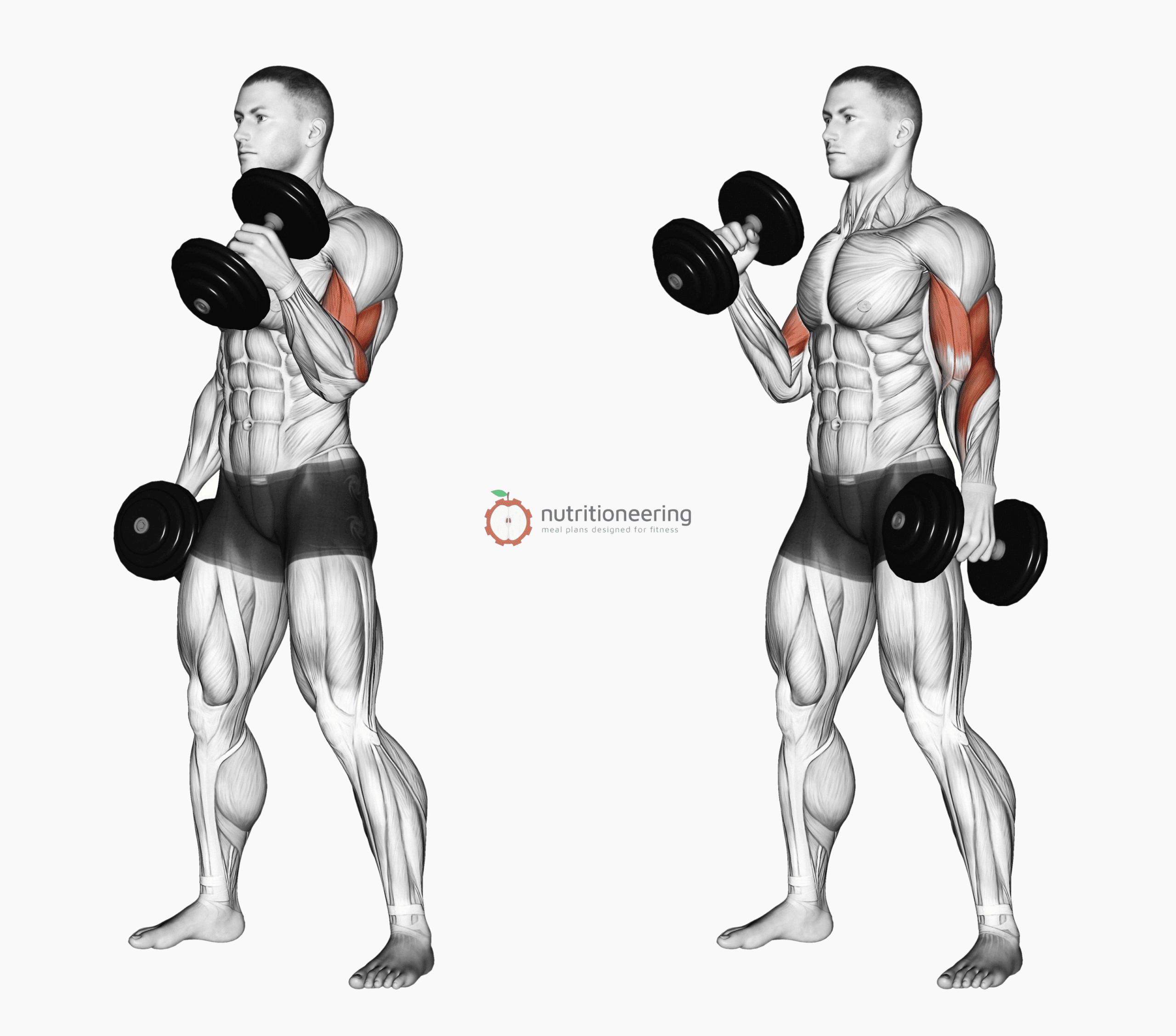 Long Head Bicep Exercises Dumbbell Hammer Curls