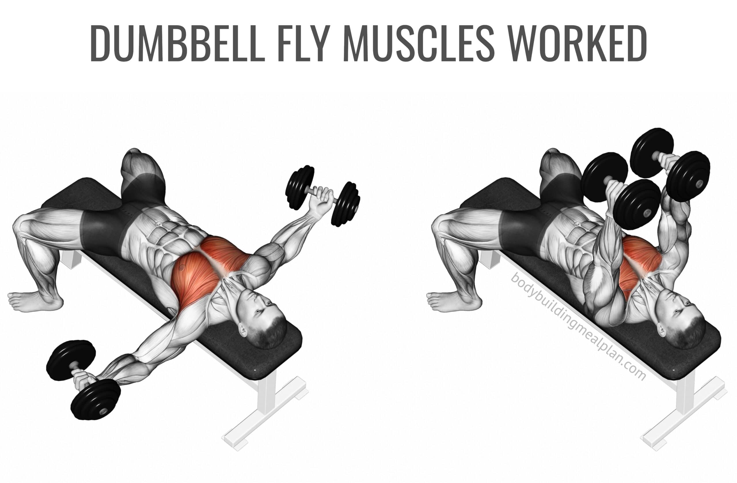 Dumbbell Fly Muscles Worked Image Dumbbell Fly Muscles Worked Image