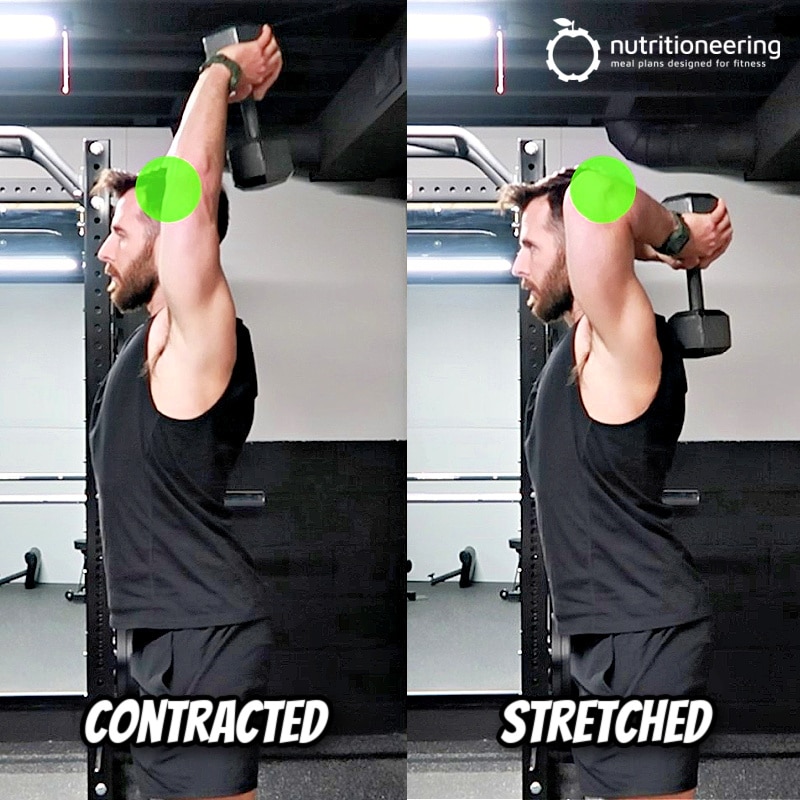 Dumbbell French Press Muscles Worked