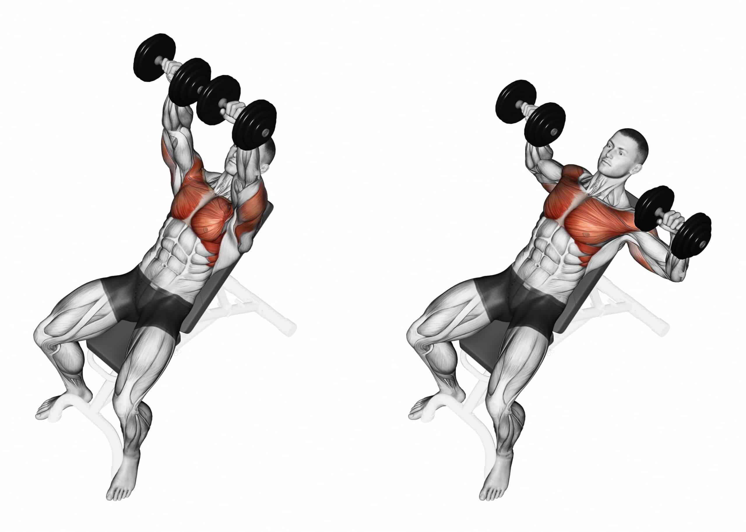 Dumbbell Incline Bench Press Incline Dumbbell Press Muscles Worked
