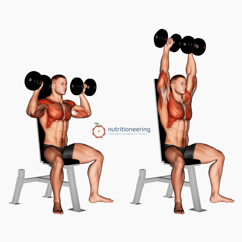 Dumbbell Shoulder Press Muscles Worked