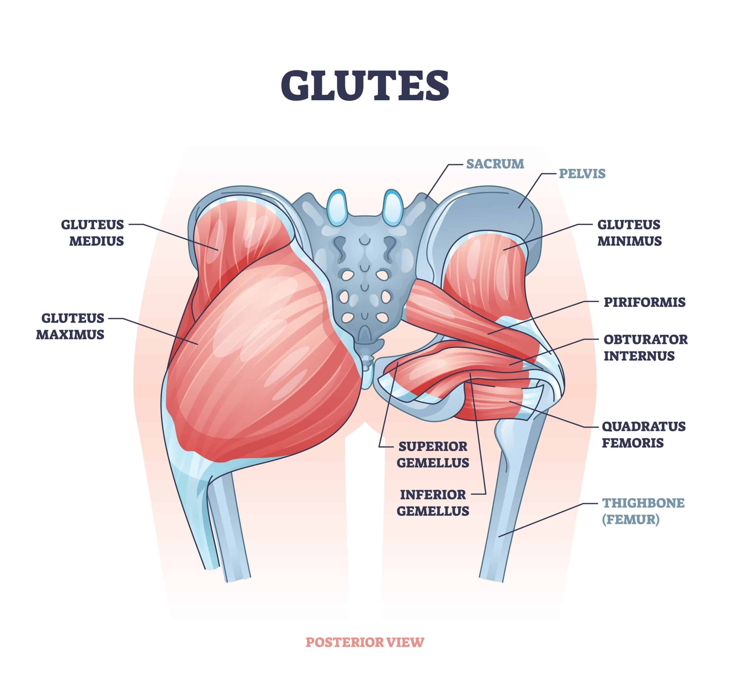 Glute Kickbacks Muscles Worked