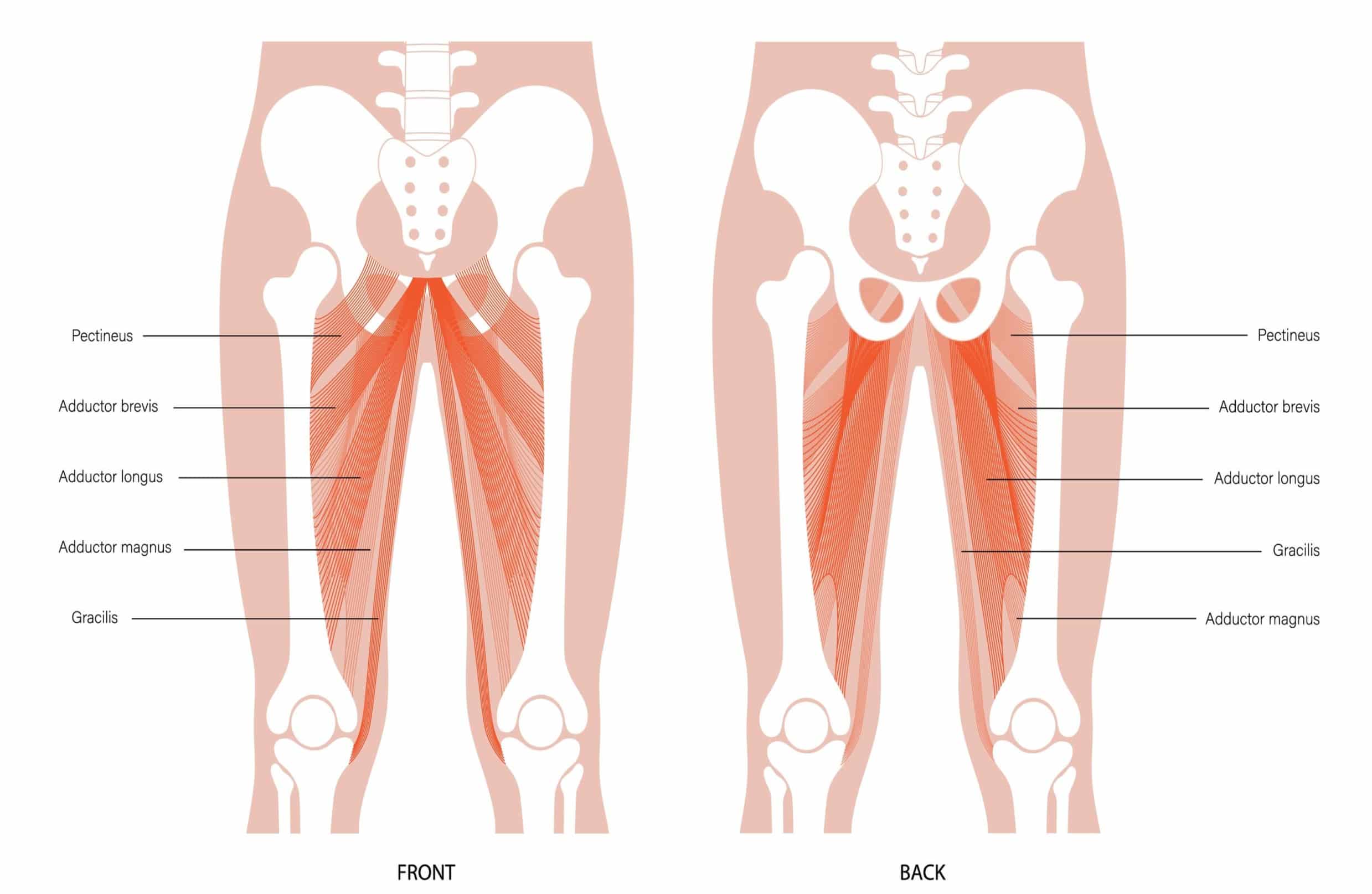 Hip Adductor Muscles
