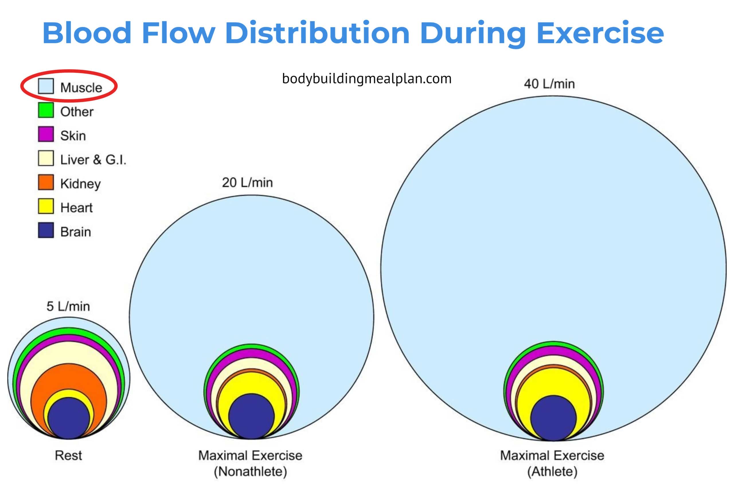How Long Does A Pump Last Athlete vs Non-Athlete