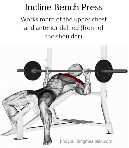 Incline Smith Machine Press Muscles Worked