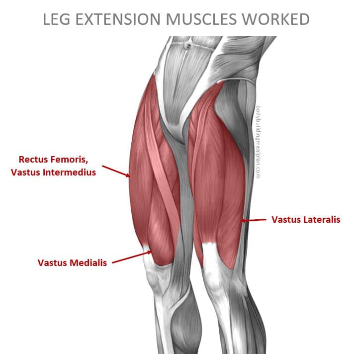 Leg Extension Muscles Worked