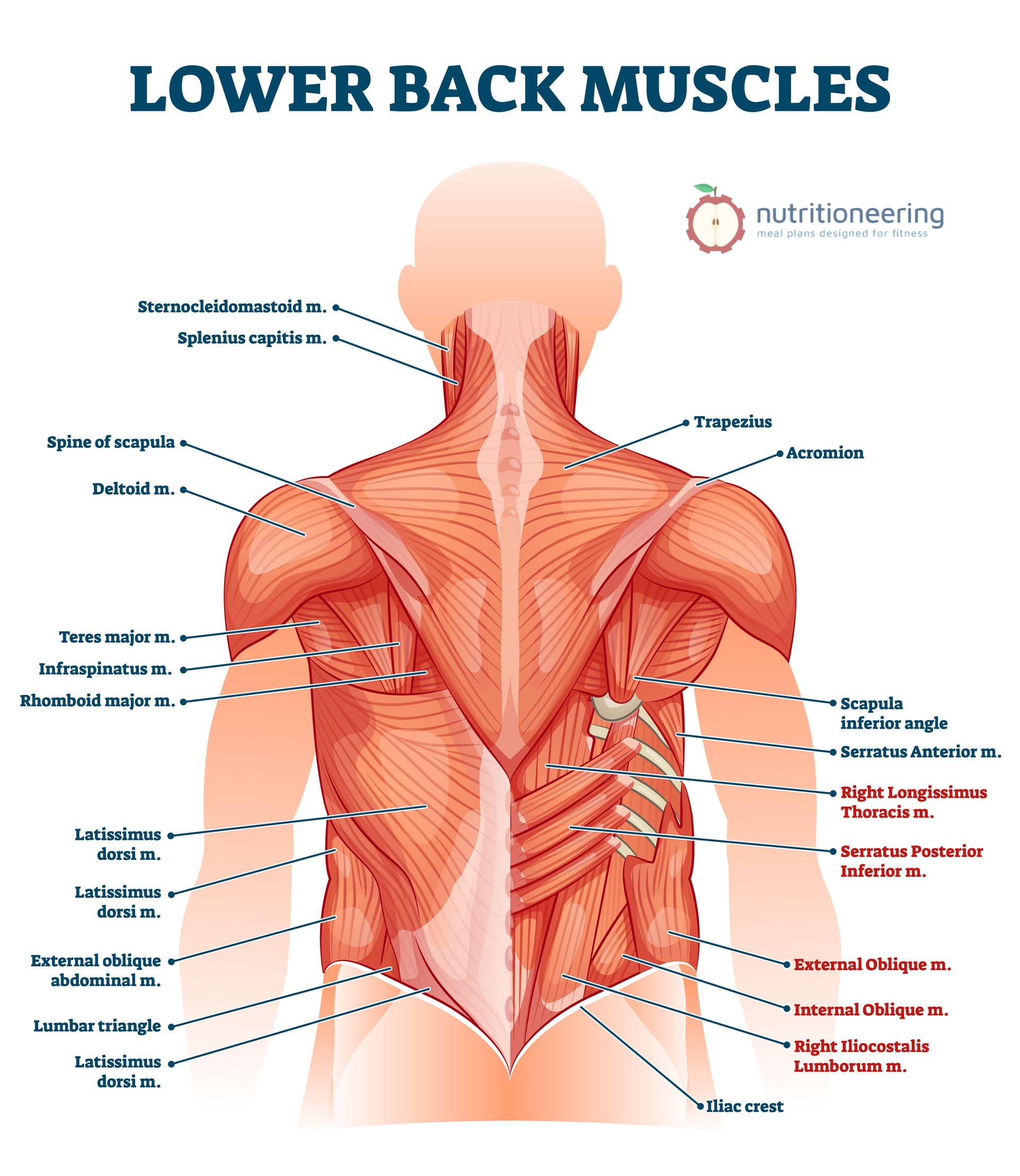 Muscles Worked by Lower Back Barbell Exercises