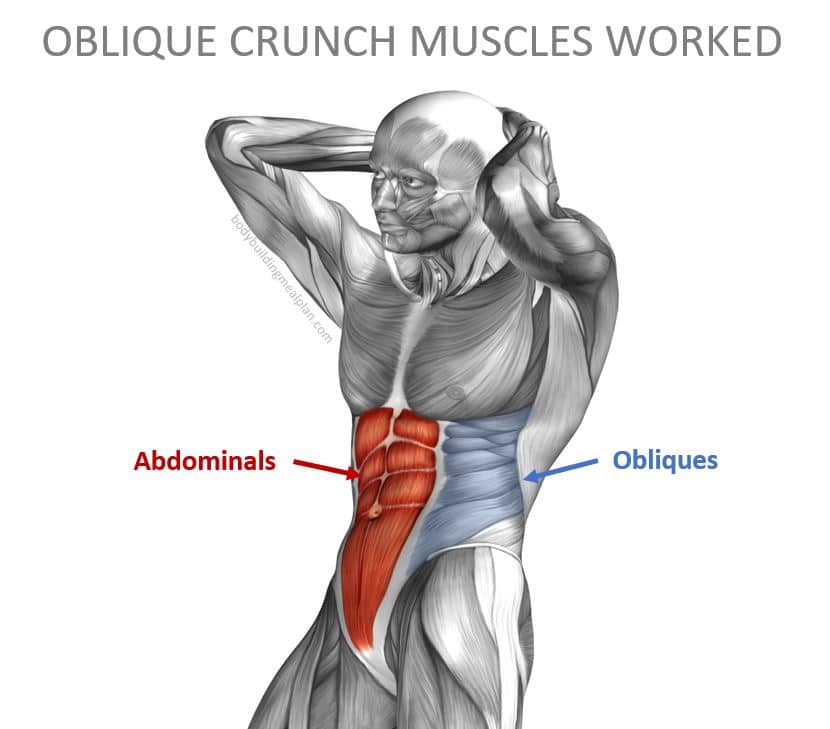 Oblique Crunches Muscles Worked
