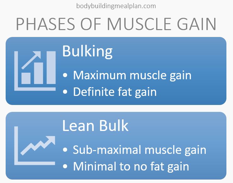 Phases Of Muscle Gain Phases Of Muscle Gain