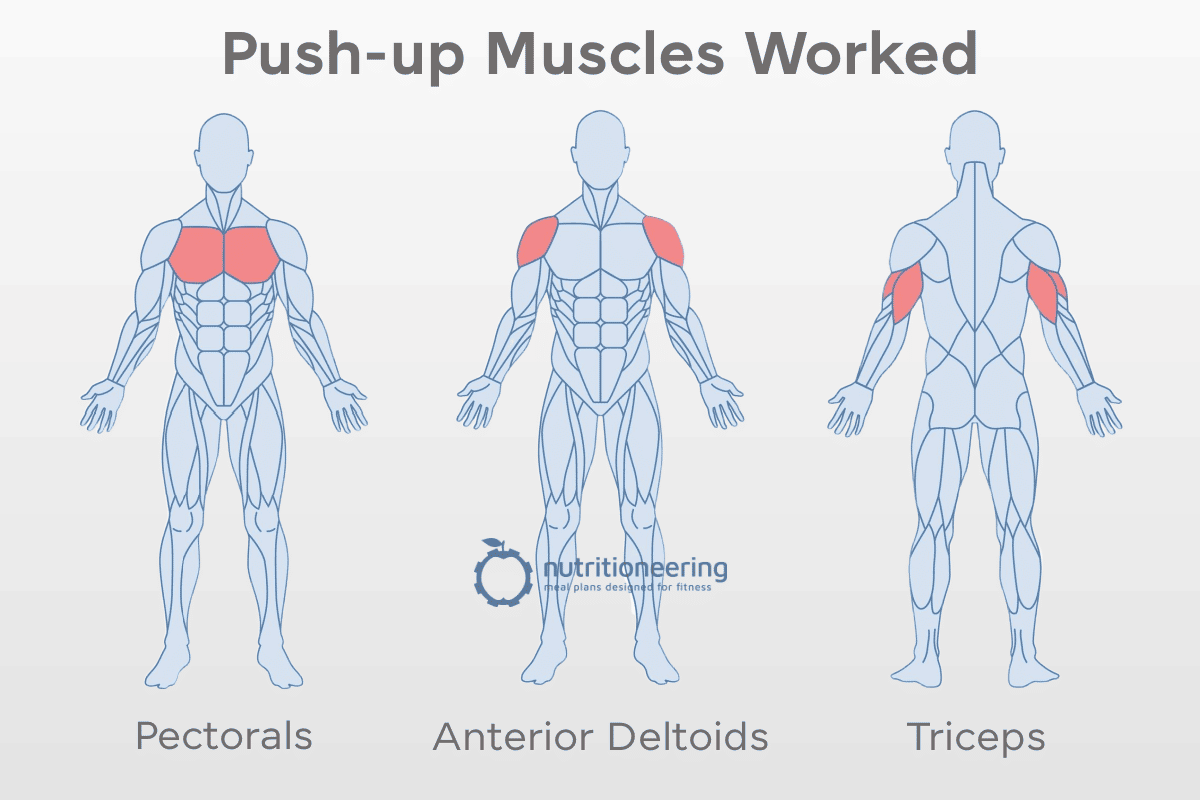 Press Up Exercise Muscles Worked