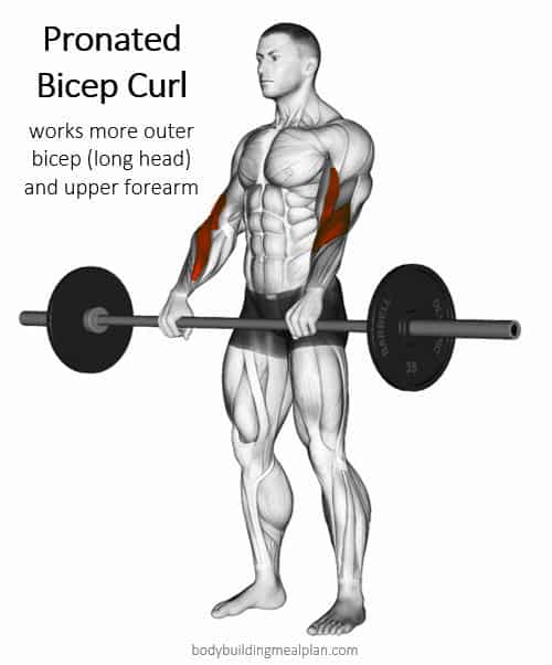 Pronated Bicep Curl Muscles Worked