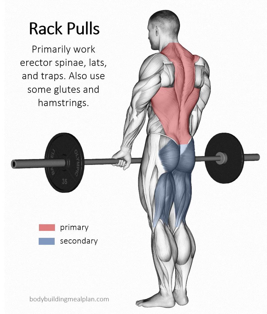 Rack Pulls Muscles Worked Rack Pulls Muscles Worked