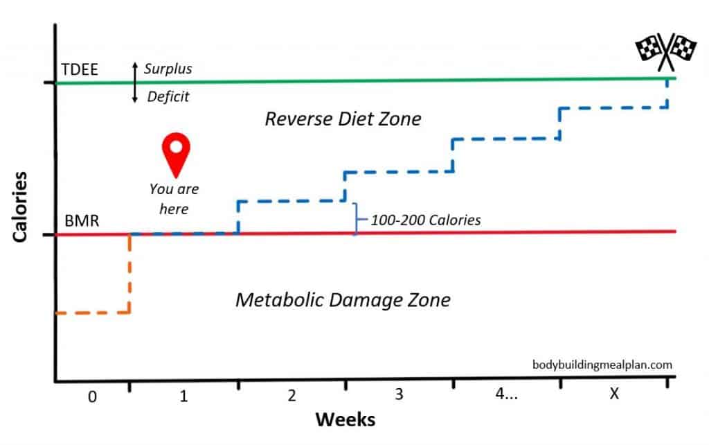 Reverse Dieting Calculator 2