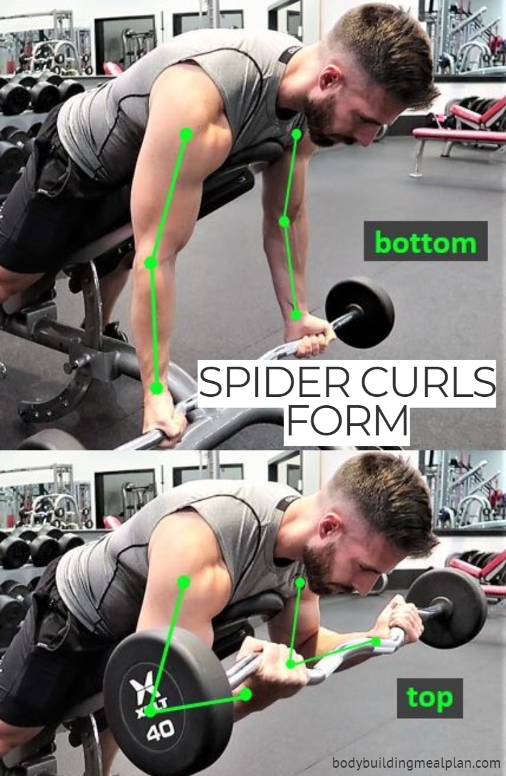 Spider Curl Form