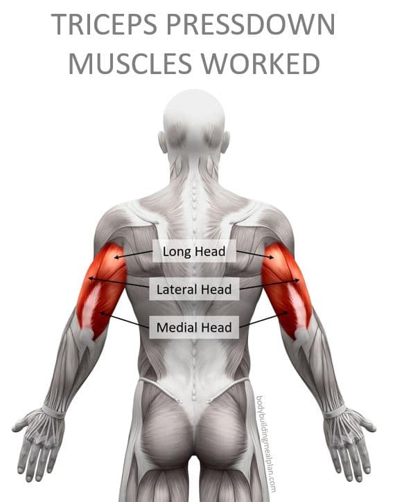 Triceps Pressdown Muscles Worked Triceps Pressdown Muscles Worked