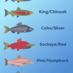 Types of Salmon Infographic