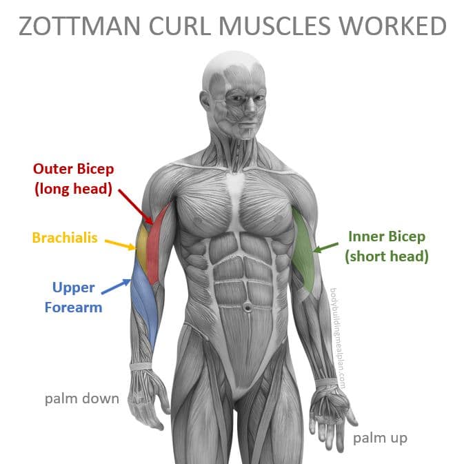 Zottman Curl Muscles Worked