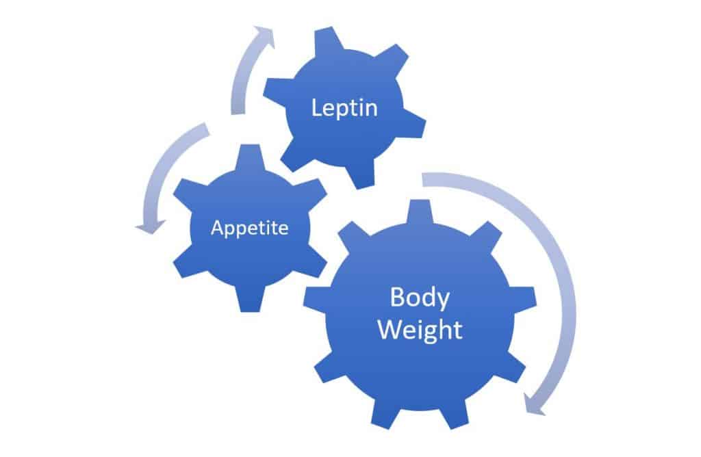 relationship of body weight leptin appetite
