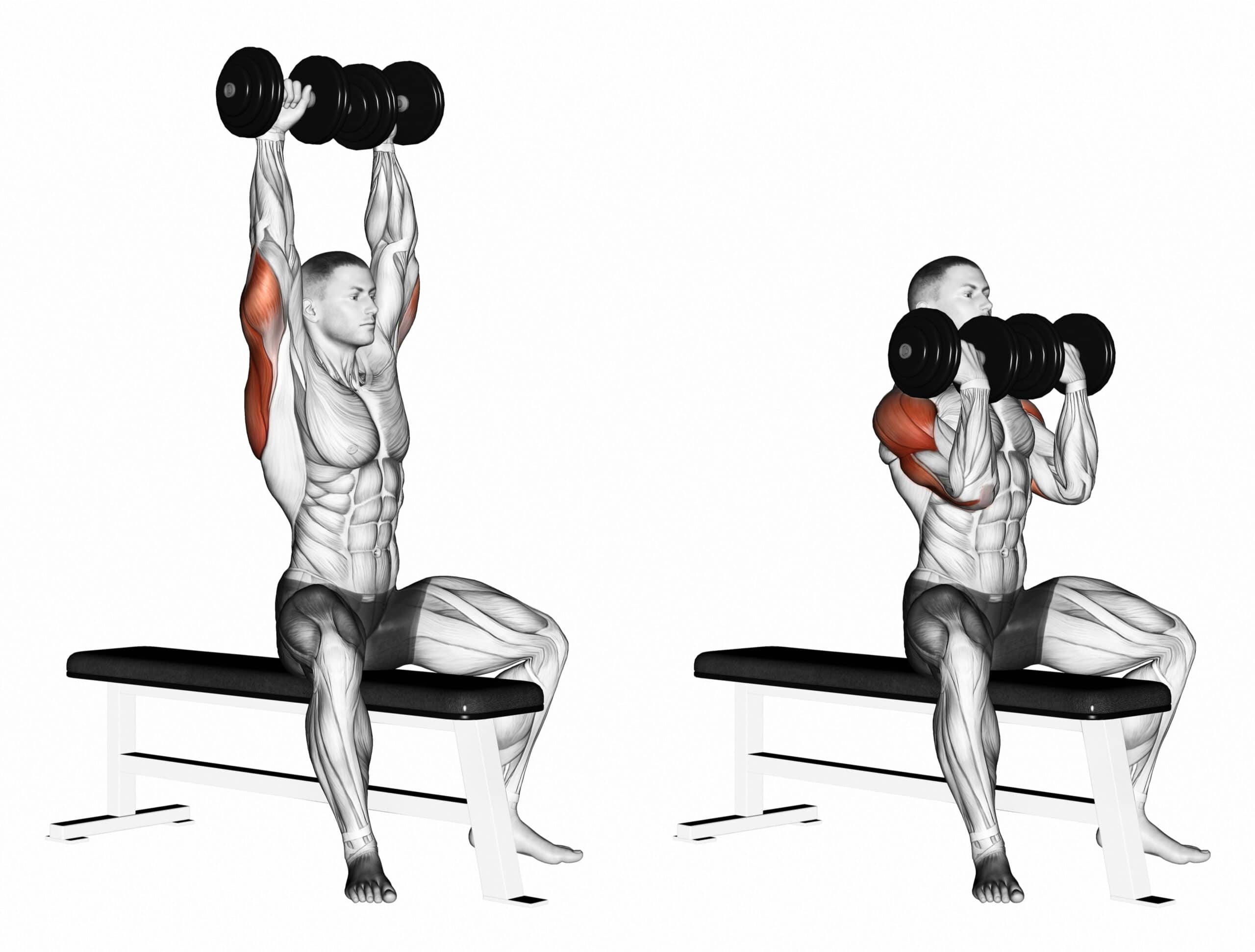 Arnold Dumbbell Press Muscles Worked